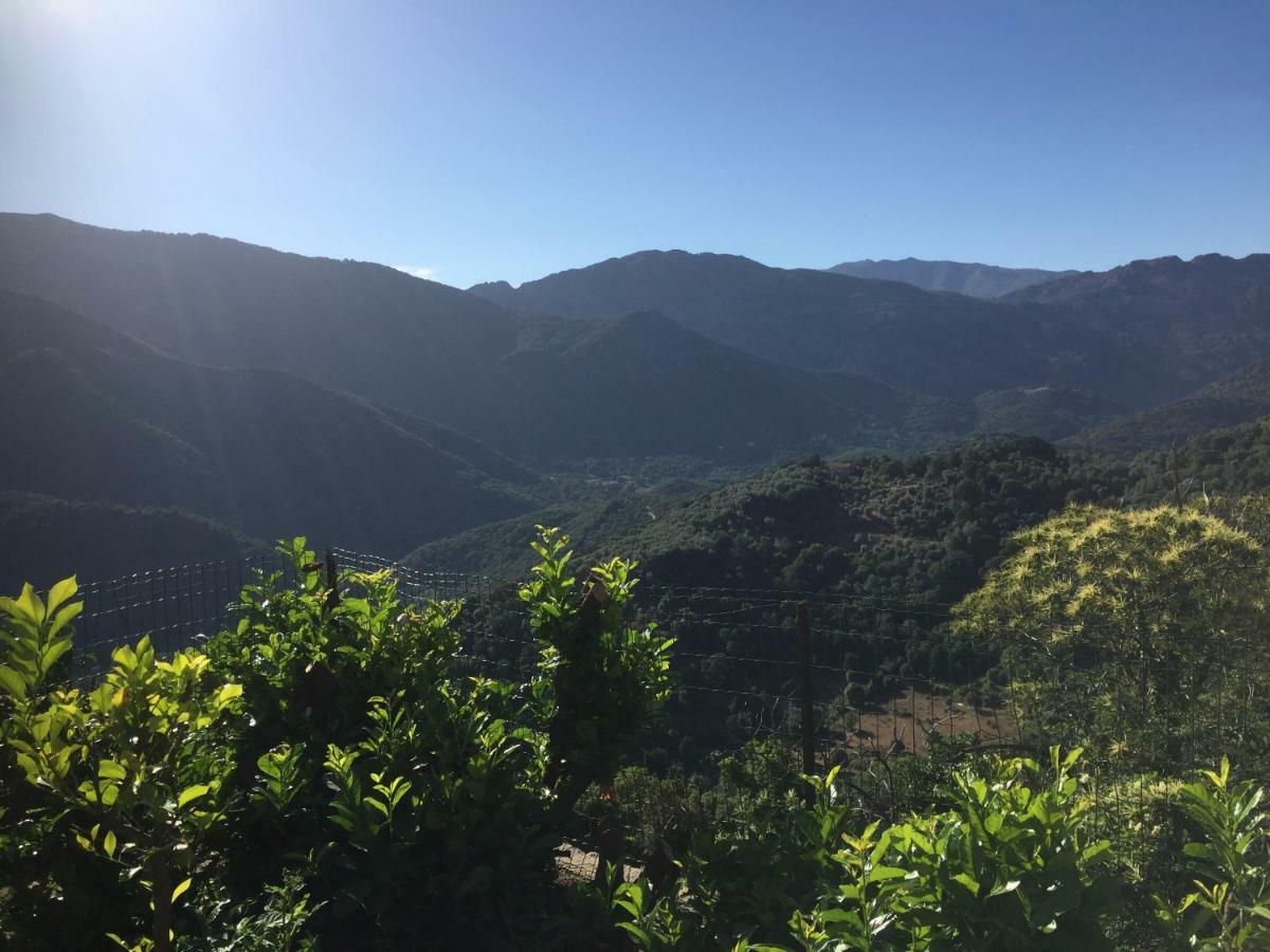 Gite , Maison De Vacances Avec Exterieur Et Terrasse Fleurie Meuble Tourisme 3 Etoiles Santa-Lucia-di-Tallano 外观 照片